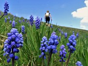 28 Muscari in piena fioritura